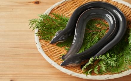 愛知三河の養鰻場から厳選仕入れ